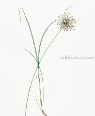 植物科学插画02 - 图画吧TUHUABA