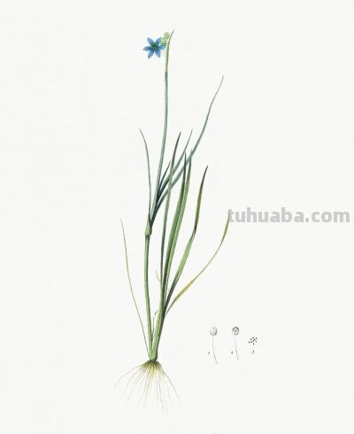 植物科学插画02 - 图画吧TUHUABA