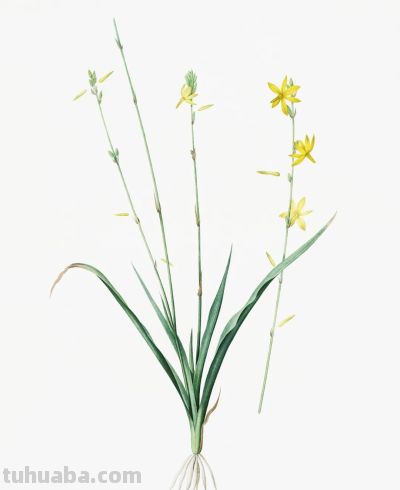 植物科学插画02 - 图画吧TUHUABA