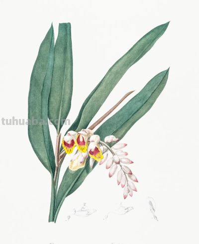 植物科学插画02 - 图画吧TUHUABA