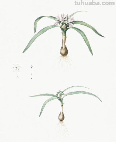 植物科学插画02 - 图画吧TUHUABA