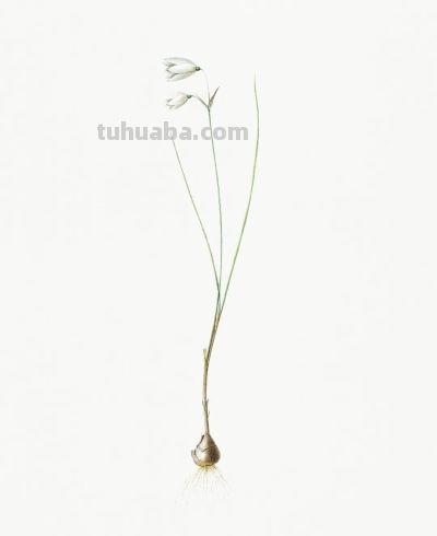 植物科学插画02 - 图画吧TUHUABA