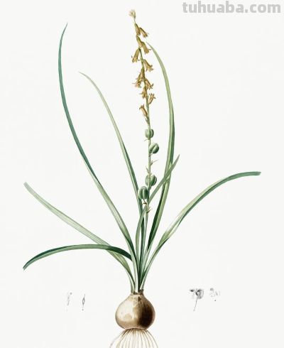 植物科学插画02 - 图画吧TUHUABA