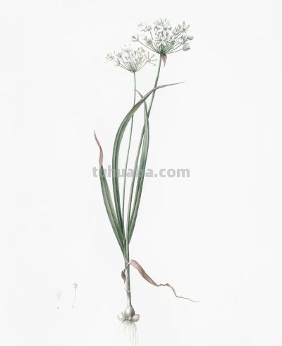 植物科学插画02 - 图画吧TUHUABA