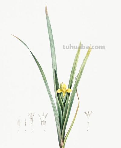 植物科学插画02 - 图画吧TUHUABA