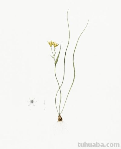 植物科学插画02 - 图画吧TUHUABA