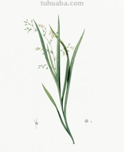 植物科学插画02 - 图画吧TUHUABA