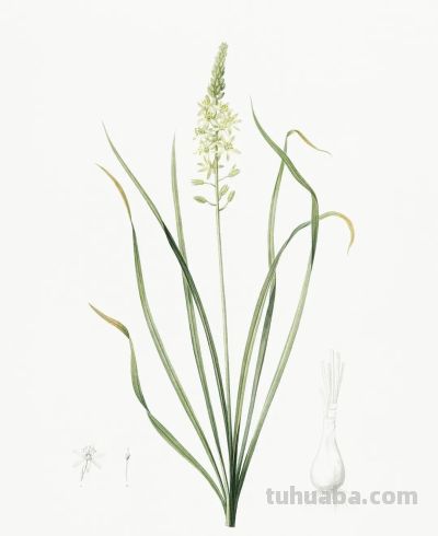 植物科学插画02 - 图画吧TUHUABA