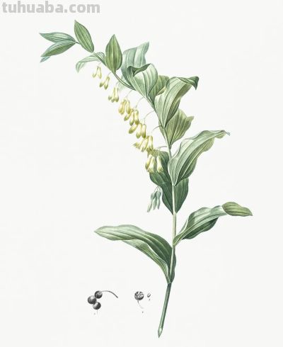 植物科学插画02 - 图画吧TUHUABA