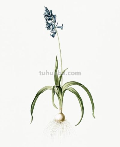 植物科学插画02 - 图画吧TUHUABA