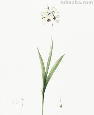 植物科学插画02 - 图画吧TUHUABA