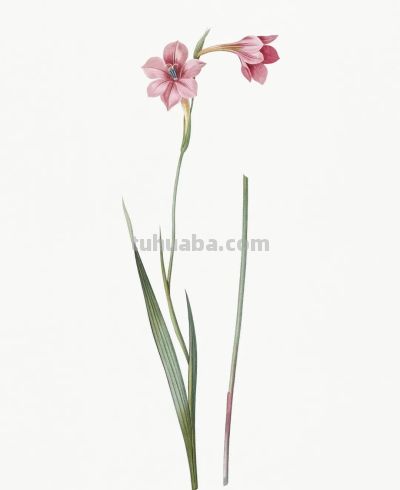 植物科学插画02 - 图画吧TUHUABA