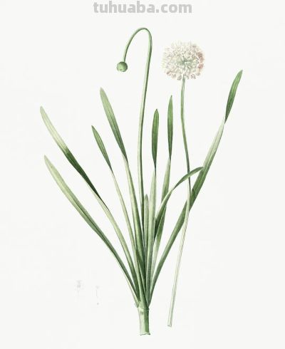 植物科学插画02 - 图画吧TUHUABA