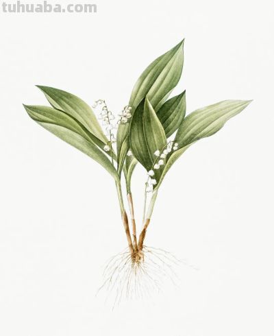 植物科学插画02 - 图画吧TUHUABA