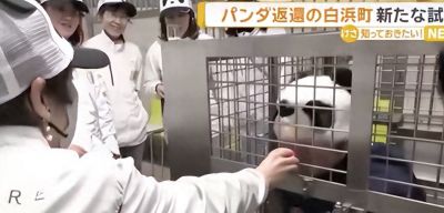 日本无熊猫！真人cos熊猫揽客？ - 今日头条