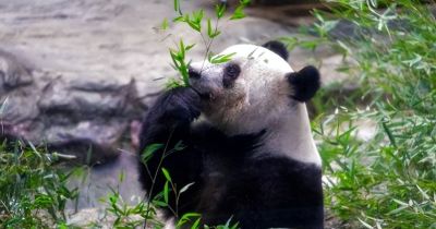 日本无熊猫！真人cos熊猫揽客？ - 图画吧TUHUABA