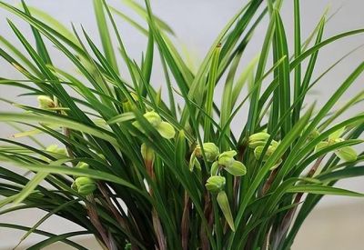 家庭养什么盆栽?这4种,寓意好很好养,年年旺,幸福吉祥好运 - 今日头条 家庭养什么盆栽?这4种,寓意好很好养,年年旺,幸福吉祥好运 - 图画吧TUHUABA