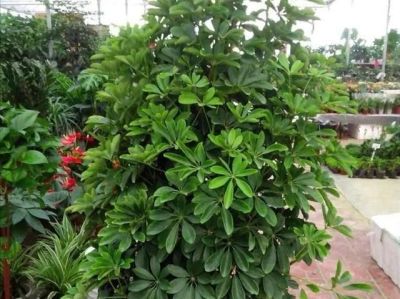 家庭养什么盆栽?这4种,寓意好很好养,年年旺,幸福吉祥好运 - 今日头条 家庭养什么盆栽?这4种,寓意好很好养,年年旺,幸福吉祥好运 - 图画吧TUHUABA