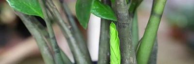 家庭养什么盆栽?这4种,寓意好很好养,年年旺,幸福吉祥好运 - 今日头条 家庭养什么盆栽?这4种,寓意好很好养,年年旺,幸福吉祥好运 - 图画吧TUHUABA