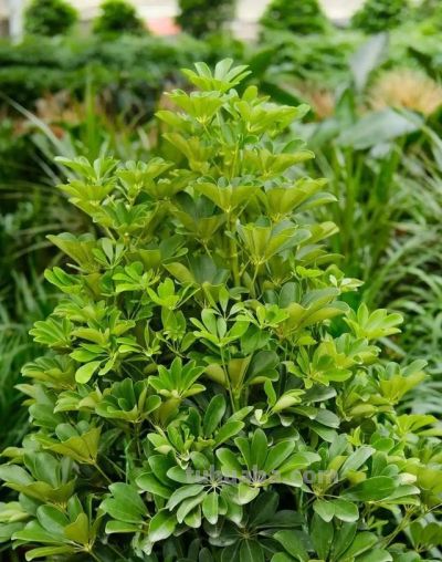 家庭养什么盆栽?这4种,寓意好很好养,年年旺,幸福吉祥好运 - 今日头条 家庭养什么盆栽?这4种,寓意好很好养,年年旺,幸福吉祥好运 - 图画吧TUHUABA