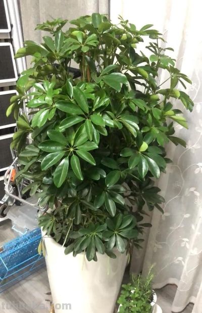 家庭养什么盆栽?这4种,寓意好很好养,年年旺,幸福吉祥好运 - 今日头条 家庭养什么盆栽?这4种,寓意好很好养,年年旺,幸福吉祥好运 - 图画吧TUHUABA