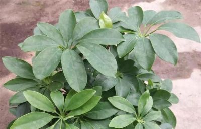 家庭养什么盆栽?这4种,寓意好很好养,年年旺,幸福吉祥好运 - 今日头条 家庭养什么盆栽?这4种,寓意好很好养,年年旺,幸福吉祥好运 - 图画吧TUHUABA