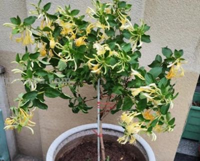 6种"宝藏植物"适合居家种！好看好养还能养生 - 今日头条