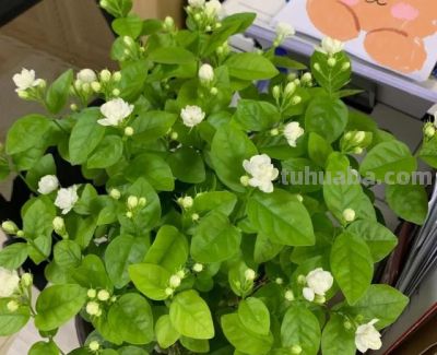 6种"宝藏植物"适合居家种！好看好养还能养生 - 图画吧TUHUABA