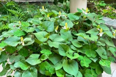 6种"宝藏植物"适合居家种！好看好养还能养生 - 图画吧TUHUABA