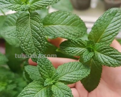 6种"宝藏植物"适合居家种！好看好养还能养生 - 图画吧TUHUABA