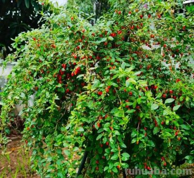 6种"宝藏植物"适合居家种！好看好养还能养生 - 图画吧TUHUABA