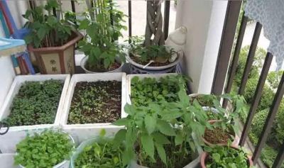 无土种植蔬菜：开启居家种菜的新方式 - 图画吧TUHUABA