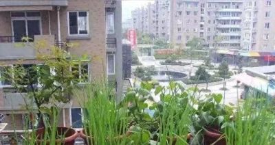 无土种植蔬菜：开启居家种菜的新方式 - 今日头条