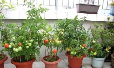 无土种植蔬菜：开启居家种菜的新方式 - 图画吧TUHUABA