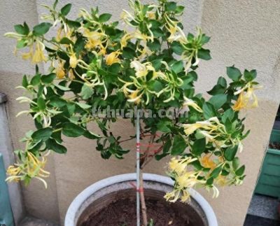 家里养这六种植物，全家健康少生病！ - 今日头条