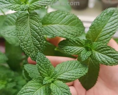 家里养这六种植物,全家健康少生病! - 今日头条 家里养这六种植物,全家健康少生病! - 图画吧TUHUABA