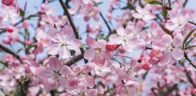 不懂花语何谈赏花?15种山西常见花花语奉上! - 今日头条 不懂花语何谈赏花?15种山西常见花花语奉上! - 图画吧TUHUABA