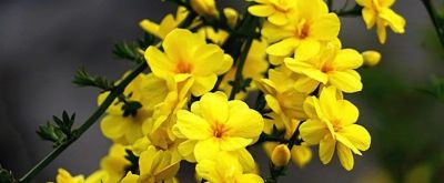 不懂花语何谈赏花?15种山西常见花花语奉上! - 今日头条 不懂花语何谈赏花?15种山西常见花花语奉上! - 图画吧TUHUABA