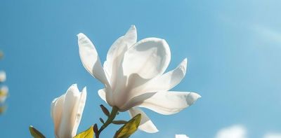 不懂花语何谈赏花?15种山西常见花花语奉上! - 今日头条 不懂花语何谈赏花?15种山西常见花花语奉上! - 图画吧TUHUABA