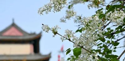 不懂花语何谈赏花?15种山西常见花花语奉上! - 今日头条 不懂花语何谈赏花?15种山西常见花花语奉上! - 图画吧TUHUABA