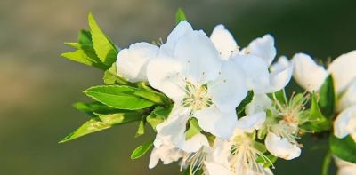 不懂花语何谈赏花?15种山西常见花花语奉上! - 今日头条 不懂花语何谈赏花?15种山西常见花花语奉上! - 图画吧TUHUABA