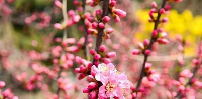 不懂花语何谈赏花?15种山西常见花花语奉上! - 今日头条 不懂花语何谈赏花?15种山西常见花花语奉上! - 图画吧TUHUABA