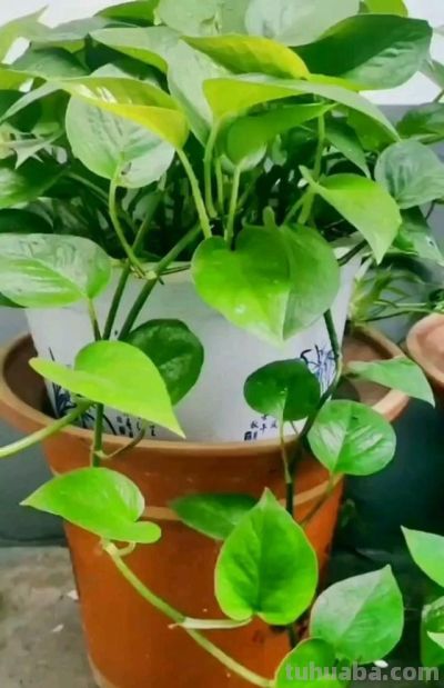 养好绿萝,只需要记住3点,再也不黄叶,一年四季绿油油 - 今日头条 养好绿萝,只需要记住3点,再也不黄叶,一年四季绿油油 - 图画吧TUHUABA