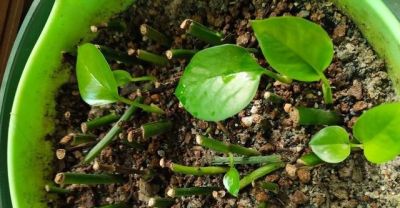 养好绿萝,只需要记住3点,再也不黄叶,一年四季绿油油 - 今日头条 养好绿萝,只需要记住3点,再也不黄叶,一年四季绿油油 - 图画吧TUHUABA