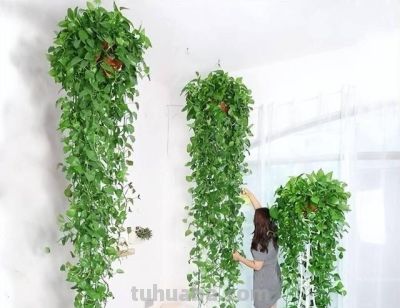 养好绿萝,只需要记住3点,再也不黄叶,一年四季绿油油 - 今日头条 养好绿萝,只需要记住3点,再也不黄叶,一年四季绿油油 - 图画吧TUHUABA