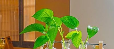 绿萝总是养不好，叶片又小又黄，不长藤？跟着做，爬满墙！ - 图画吧TUHUABA