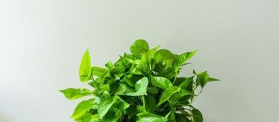 绿萝总是养不好，叶片又小又黄，不长藤？跟着做，爬满墙！ - 图画吧TUHUABA