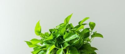 绿萝总是养不好，叶片又小又黄，不长藤？跟着做，爬满墙！ - 图画吧TUHUABA