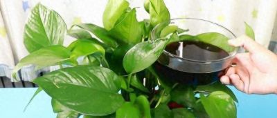 酱油水可以给绿萝喝点，能促进绿萝快速生长爆盆 - 今日头条