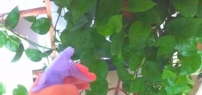 酱油水可以给绿萝喝点，能促进绿萝快速生长爆盆 - 图画吧TUHUABA